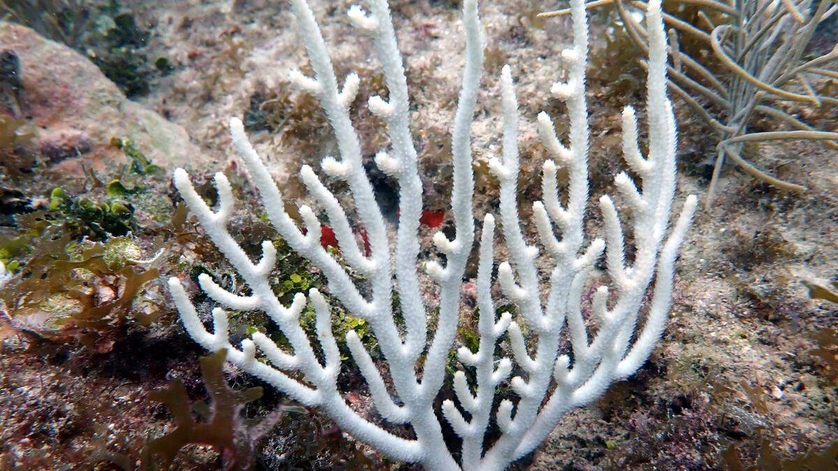 How snorkelers and divers can help track coral bleaching | Miami